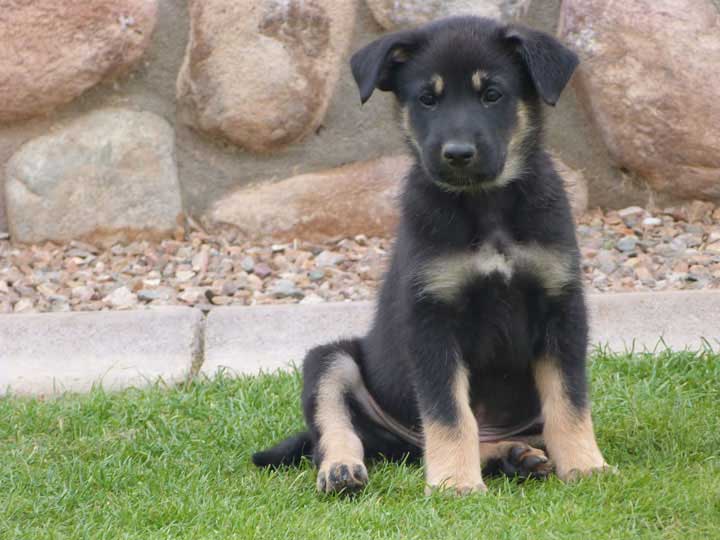 chinook dog